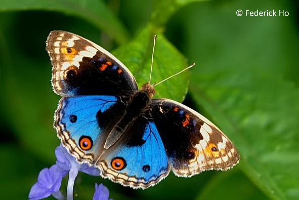 Picture of Blue Pansy