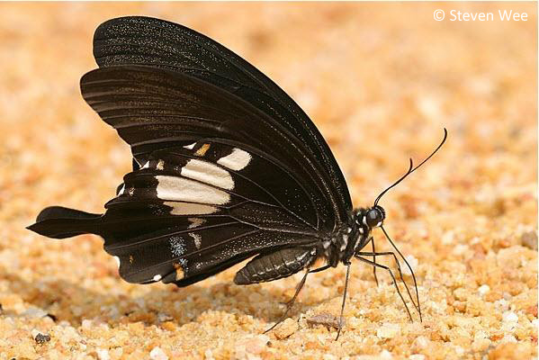 butterflycircle checklist