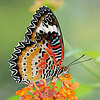 Leopard Lacewing's Avatar