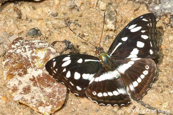 ButterflyCircle Checklist