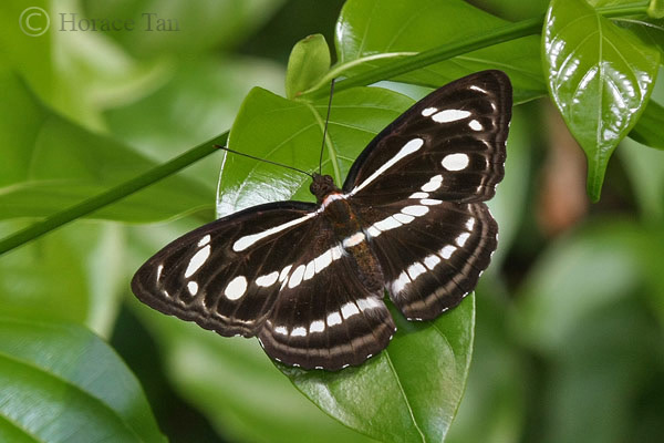 ButterflyCircle Checklist