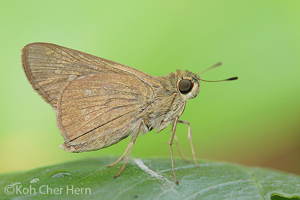 ButterflyCircle Checklist