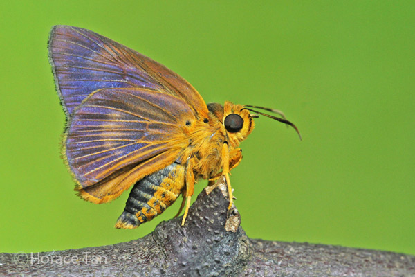 Harbola Insect ButterflyCircle Checklist