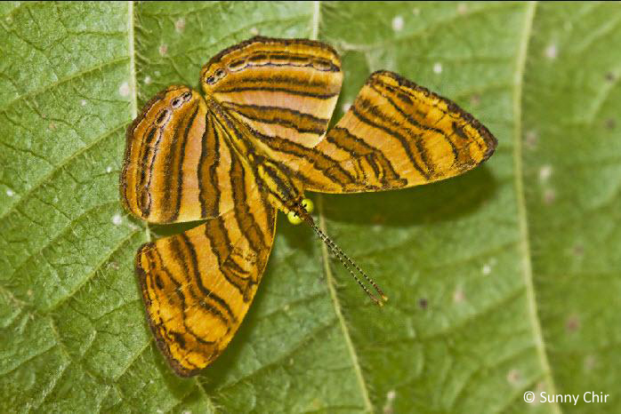 Peraka ButterflyCircle Checklist
