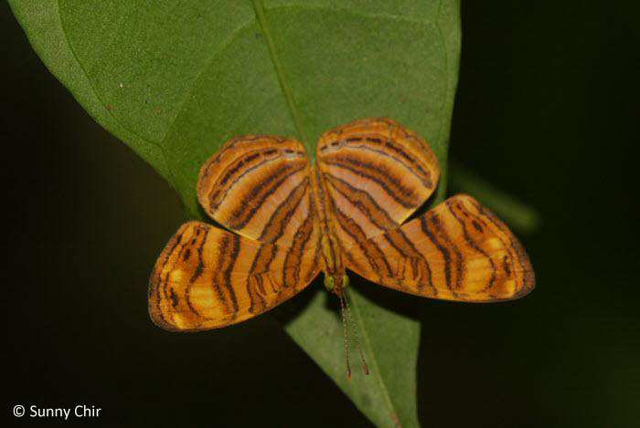 Peraka ButterflyCircle Checklist