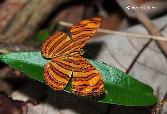 Peraka ButterflyCircle Checklist