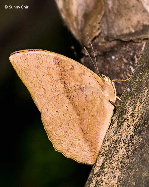 ButterflyCircle Checklist