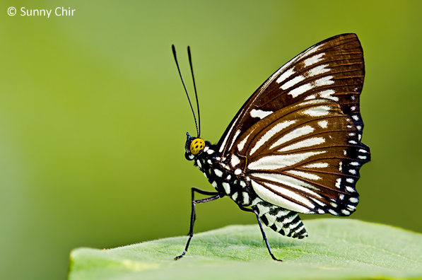 Bộ sưu tập cánh vẩy 4 - Page 6 Euripus%20nyctelius%20euploeoides%20-Sunny%20Chir
