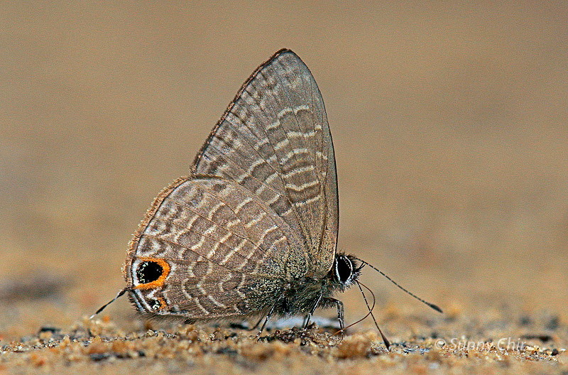 ButterflyCircle Checklist