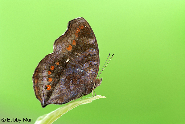 Bộ sưu tập cánh vẩy 6 - Page 17 74%20Junonia%20hedonia%20ida%20(Chocolate%20Pansy)%20Bobby%20Mun