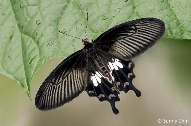 ButterflyCircle Checklist