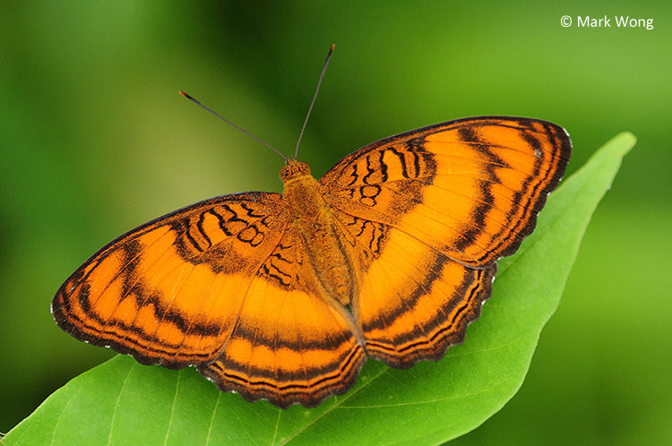ButterflyCircle Checklist