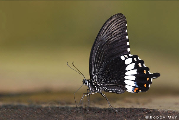 ButterflyCircle Checklist