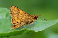ButterflyCircle Checklist