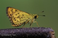 ButterflyCircle Checklist