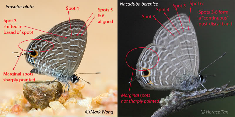 Common Line Blue ButterflyCircle Checklist