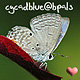 Cycad Blue's Avatar