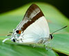 Banded Royal's Avatar