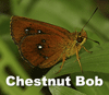 Chestnut Bob's Avatar